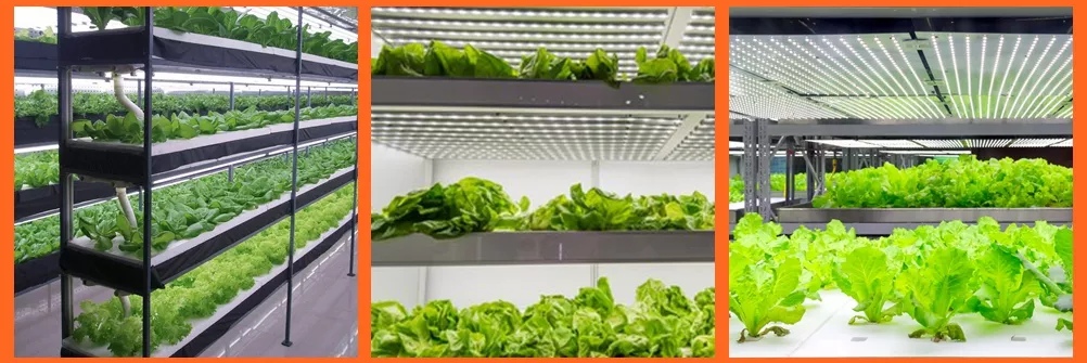 best grow lights for indoor plants