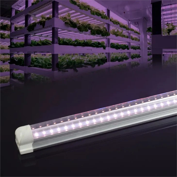 Sjeme povrća Kućne biljke gljive Tube Light